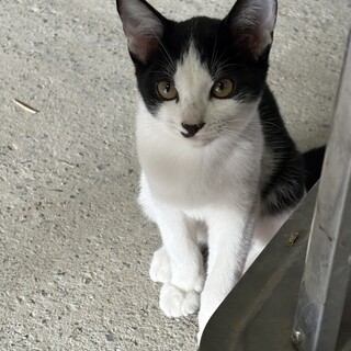 ハチワレ人懐っこい子猫3ヶ月位