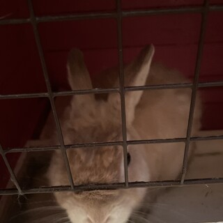 うさぎの里親さん、募集です