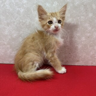 茶系長毛3兄弟！お手手繋いで譲渡会❤ケン