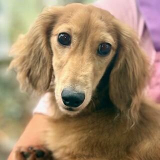 ミニチュアダックスフンド仔犬！！