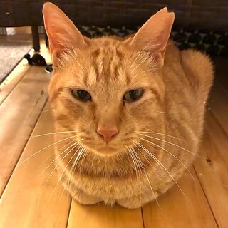 甘えん坊　茶トラ　里親募集中