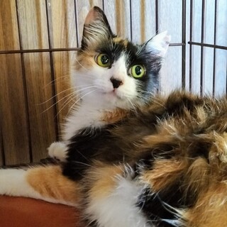 エイズだけど♡元気いっぱい麗しのココ姫