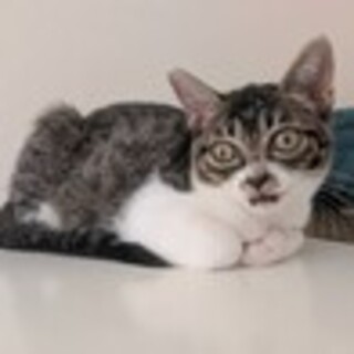 愛嬌たっぷり♡不思議顔の甘えん坊