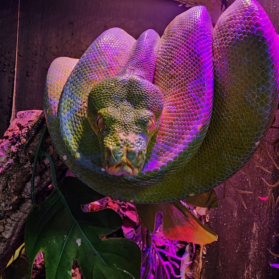 翡翠のカバー写真