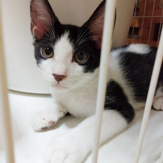 ゴロゴロくっつきたがるはちわれボーイ