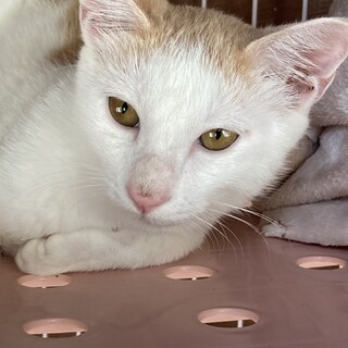 前髪ぱっつん穏やかな性格の茶白ちゃん