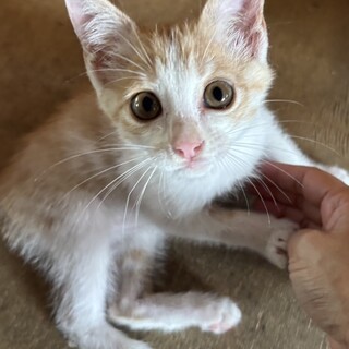 トライアル決定！無邪気な美ニャン♡茶白　シロー君