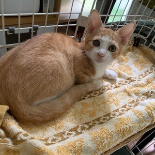 去勢MC済み 人懐こい茶白ジュール君