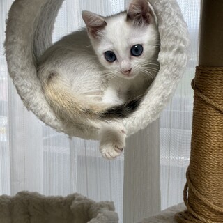 お目々クリクリの白猫ちゃん