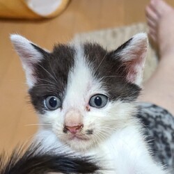 かにさんズにゃみりー☆猫の譲渡会in春日部 サムネイル1