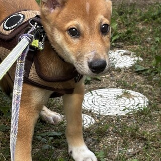 とっても可愛いマロン