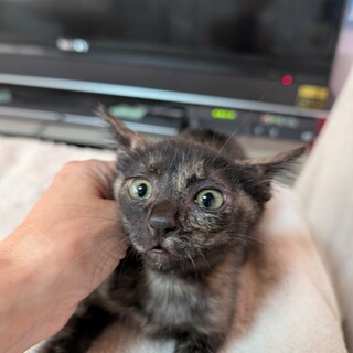 ぴょんぴょんと元気いっぱいのサビ猫さん