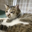 緊急！おうちを無くしたなっちゃんを再びお家へ