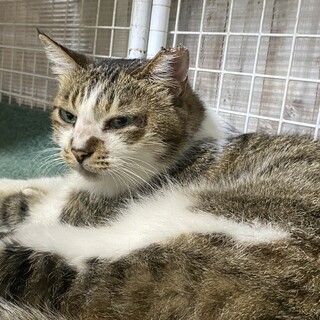 緊急！おうちを無くしたなっちゃんを再びお家へ