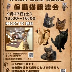 なごの家保護猫譲渡会in necotto 越谷