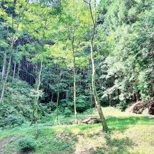 甘党きなこのカバー写真