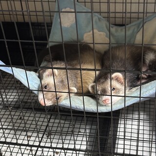 よく寝てよく遊ぶ仲良し2匹！