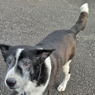 至急◇里親募集