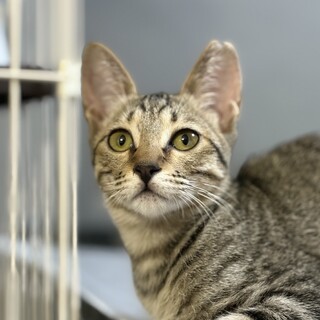 ゴミ屋敷からのレスキュー、おっとりさん