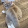 たちばな58
