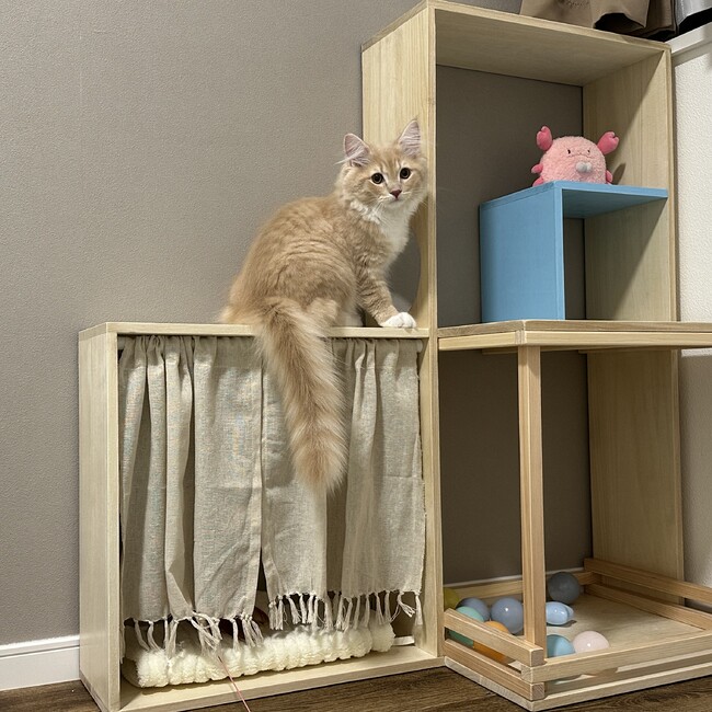 たちばな58のカバー写真