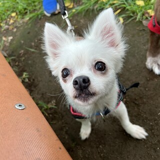 推定5歳のあさひ