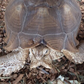 ケヅメリクガメ