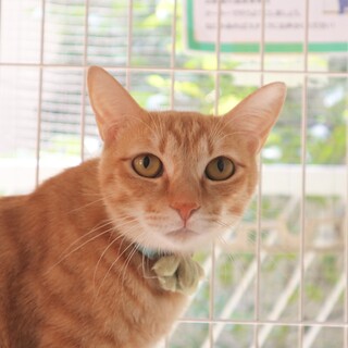 おっとり系男子いばらくん