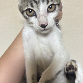 キジ白の子猫 女の子