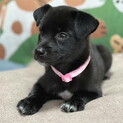 人が大好き人なつこいメス子犬