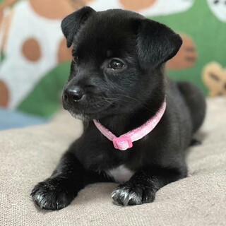 人が大好き人なつこいメス子犬