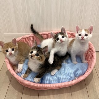 【10/5三田】好奇心の塊！人間大好きな甘えん坊