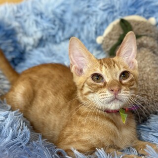 命を繋いだ茶トラの男の子・4ヶ月【トライアル中】