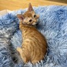 命を繋いだ茶トラの男の子・4ヶ月【トライアル中】 サムネイル4