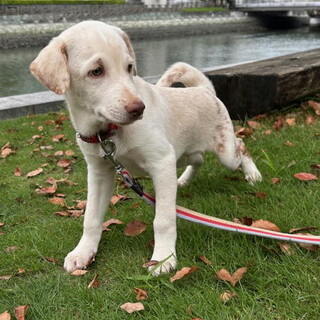 人の手で育った甘えん坊のオス子犬