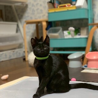 遊びの達人❣イケメン黒猫♡すみくん