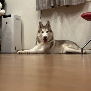 やんちゃな男の子ハスキー(1歳未満