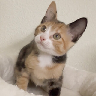 募集停止cuteな三毛柄ちゃん❤️かのん