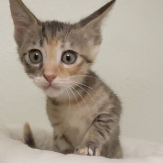 cuteなパステルキジトラちゃん❤️はのん