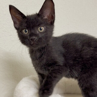 人慣れのイケニャン★りおん