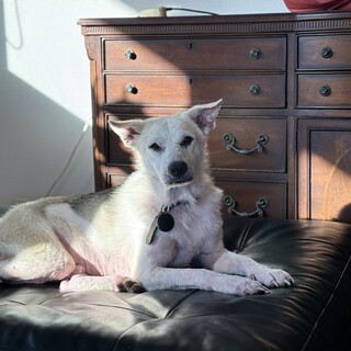 本当は甘えん坊。とっても飼いやすい人慣れ訓練中