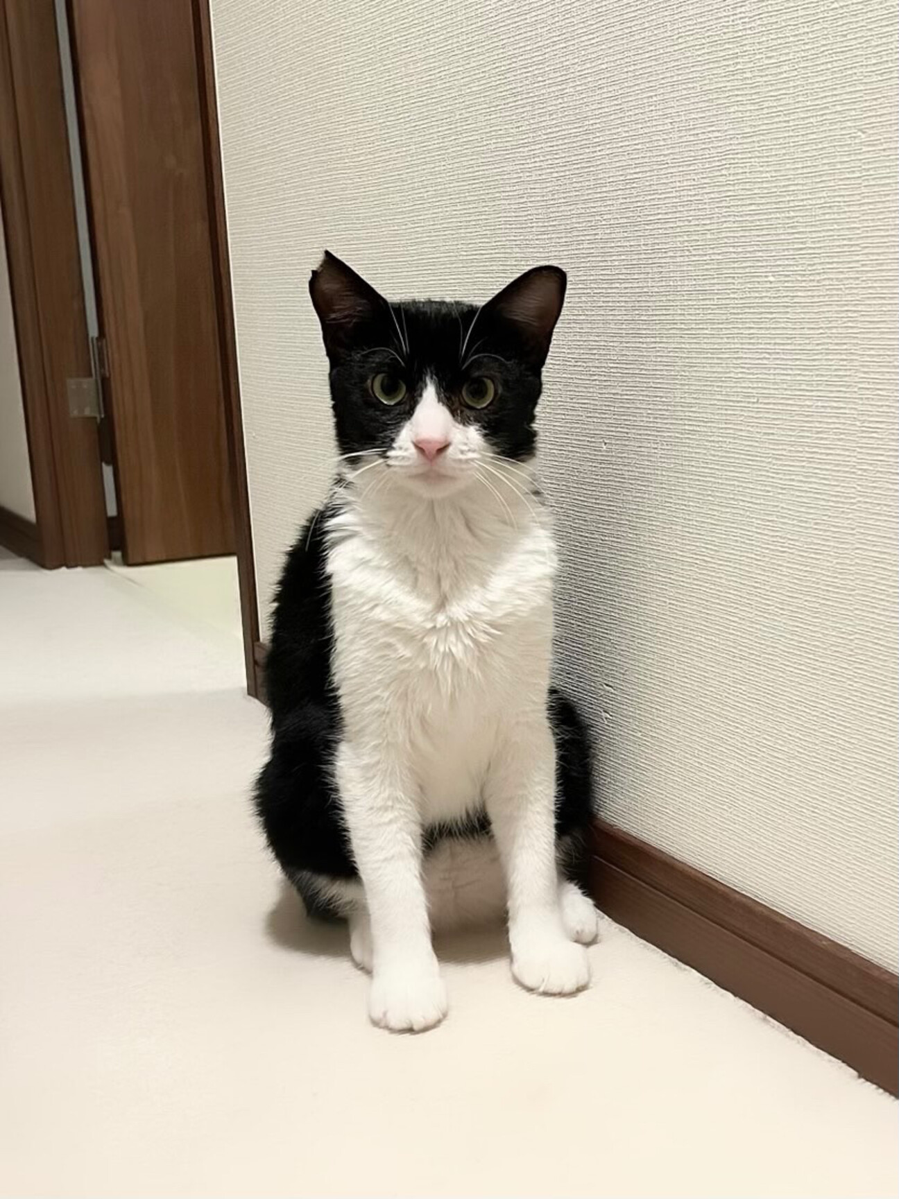 ふんばり親子猫　ハチワレ ふんばり親子猫 ハチワレ 里親決定 猫 - 東京・神奈川・千葉