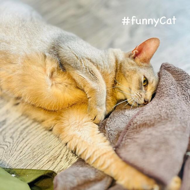 保護猫カフェfunnyCat（ファニーキャット）のカバー写真