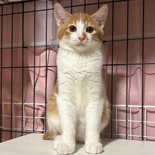 お米兄妹ぬいぐるみみたいな茶白BOY てんこもり♂