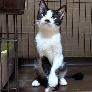 お米兄妹おヒゲ模様がキュートな甘えん坊ひなたまる♂