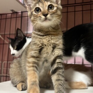 お米兄妹まん丸お目目が可愛いイケイケGirlきらら