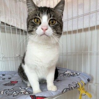 まーるいお顔にまんまるお目目のキジ白・ダイくん