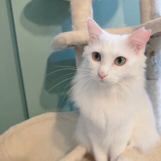 おやつ大好きダイヤちゃん