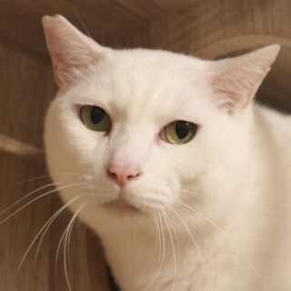 わがままボディのビアンカくん