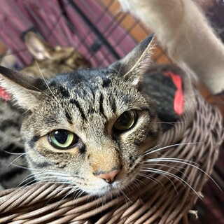 兄妹猫　食いしん坊の翡翠ヒスイ